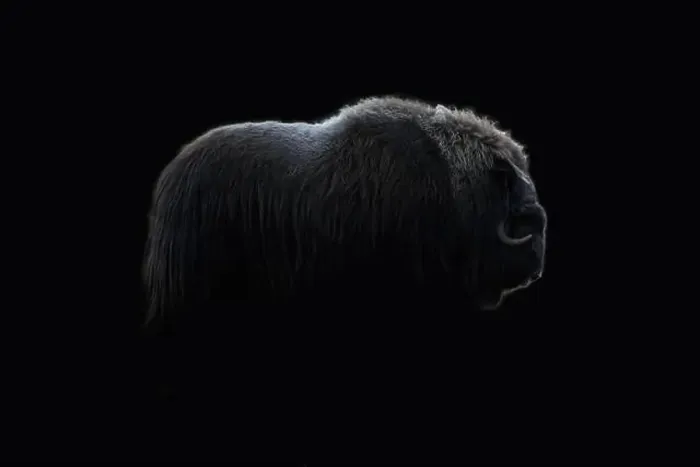 Framed Print : Northern muskox in winter mountains Framed Print : Northern muskox in winter mountains