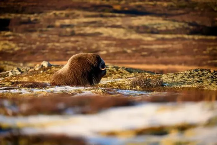 Framed Print : Northern muskox in winter mountains