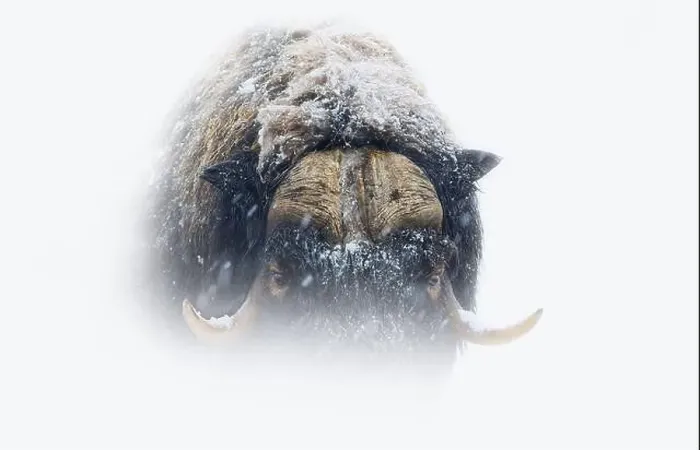 Framed Print : Northern muskox in winter mountains