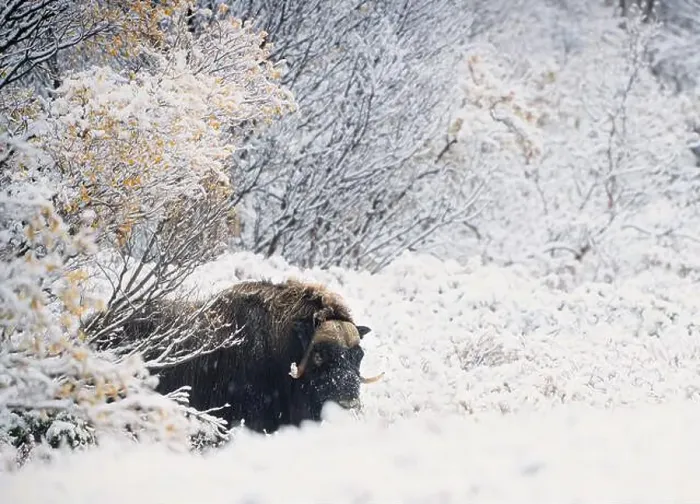Framed Print : Northern muskox in winter mountains Framed Print : Northern muskox in winter mountains