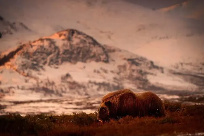 Framed Print : Northern muskox in winter mountains Framed Print : Northern muskox in winter mountains