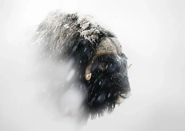 Framed Print : Northern muskox in winter mountains Framed Print : Northern muskox in winter mountains