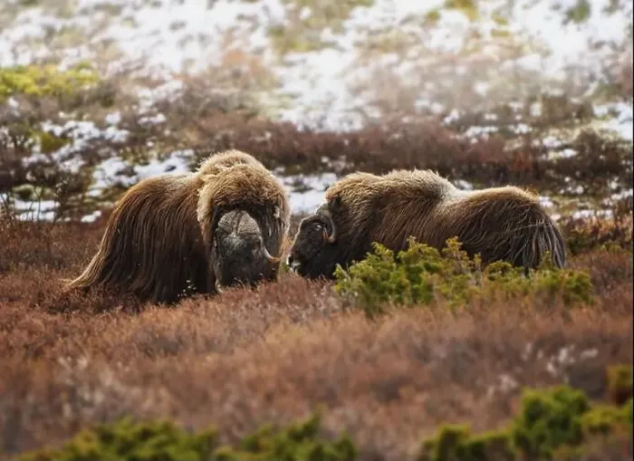 Framed Print : Northern muskox in winter mountains Framed Print : Northern muskox in winter mountains