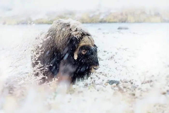 Framed Print : Northern muskox in winter mountains Framed Print : Northern muskox in winter mountains