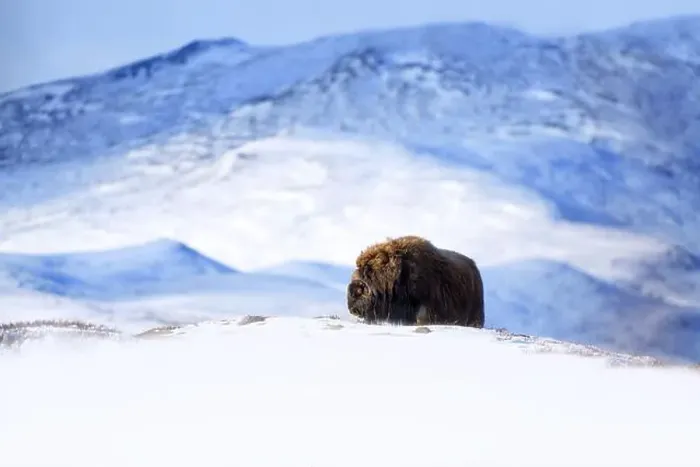 Framed Print : Northern muskox in winter mountains