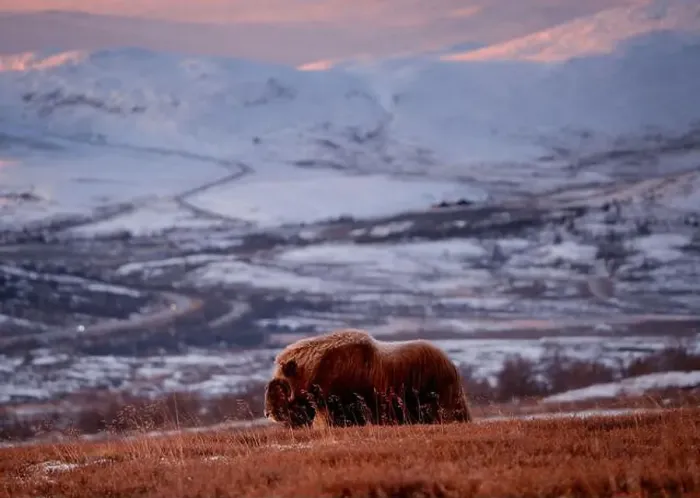 Framed Print : Northern muskox in winter mountains