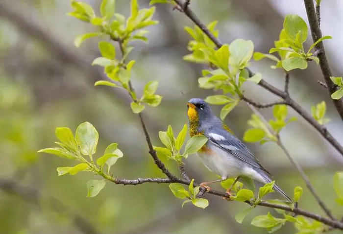 Framed Print : Northern Parula warbler perched on branch searching for insects in spring in Ottawa, Canada Framed Print : Northern Parula warbler perched on branch searching for insects in spring in Ottawa, Canada