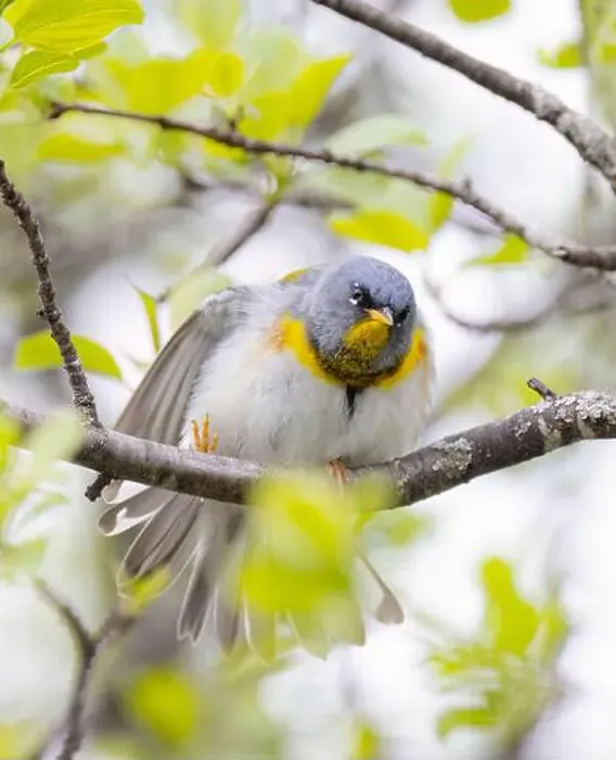 Framed Print : Northern Parula warbler perched on branch searching for insects in spring in Ottawa, Canada Framed Print : Northern Parula warbler perched on branch searching for insects in spring in Ottawa, Canada