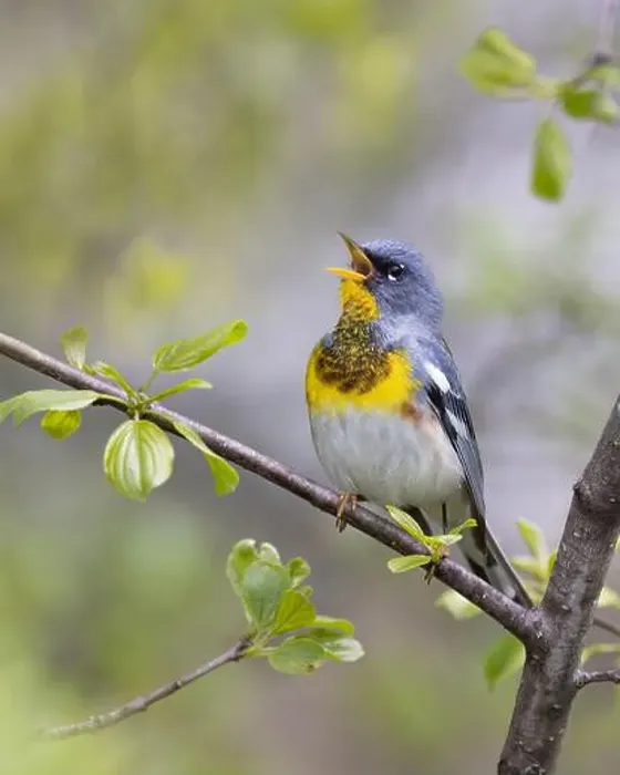 Framed Print : Northern Parula warbler perched on branch singing in spring in Ottawa, Canada Framed Print : Northern Parula warbler perched on branch singing in spring in Ottawa, Canada