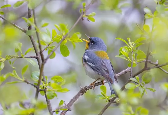 Framed Print : Northern Parula warbler perched on branch singing in spring in Ottawa, Canada Framed Print : Northern Parula warbler perched on branch singing in spring in Ottawa, Canada