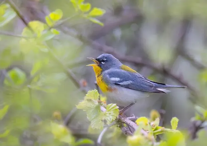 Framed Print : Northern Parula warbler perched on branch singing in spring in Ottawa, Canada Framed Print : Northern Parula warbler perched on branch singing in spring in Ottawa, Canada