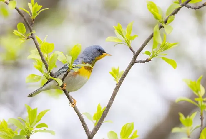 Framed Print : Northern Parula warbler perched on branch in spring in Ottawa, Canada Framed Print : Northern Parula warbler perched on branch in spring in Ottawa, Canada