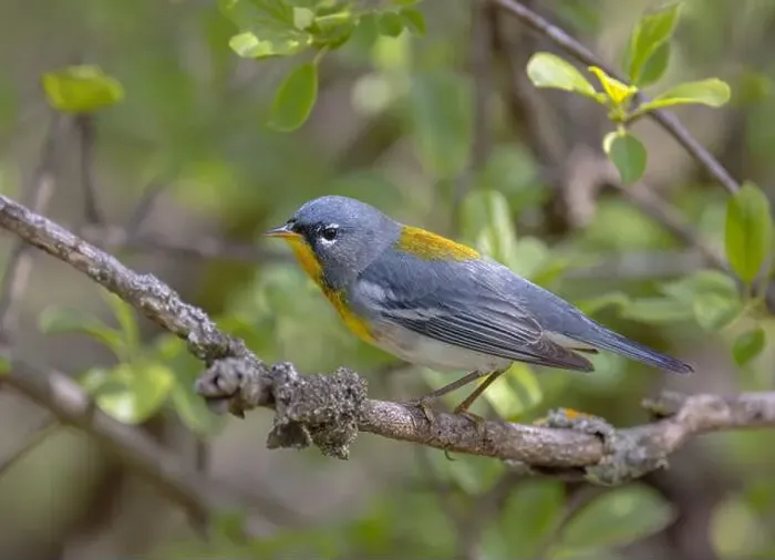Framed Print : Northern Parula warbler perched on branch in spring in Ottawa, Canada Framed Print : Northern Parula warbler perched on branch in spring in Ottawa, Canada