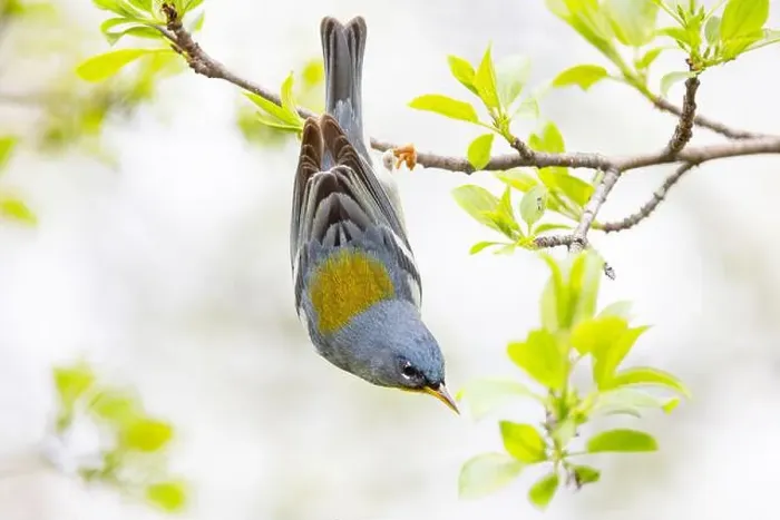Framed Print : Northern Parula warbler perched upside down on branch in spring in Ottawa, Canada
