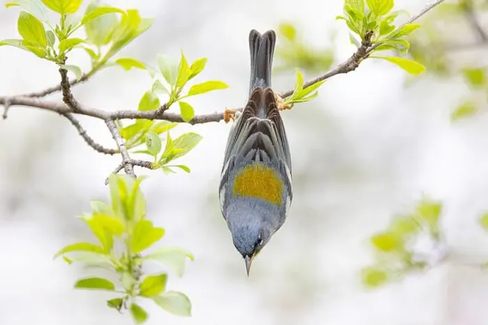 Framed Print : Northern Parula warbler perched upside down searching for insects on a branch in spring in Ottawa, Canada Framed Print : Northern Parula warbler perched upside down searching for insects on a branch in spring in Ottawa, Canada
