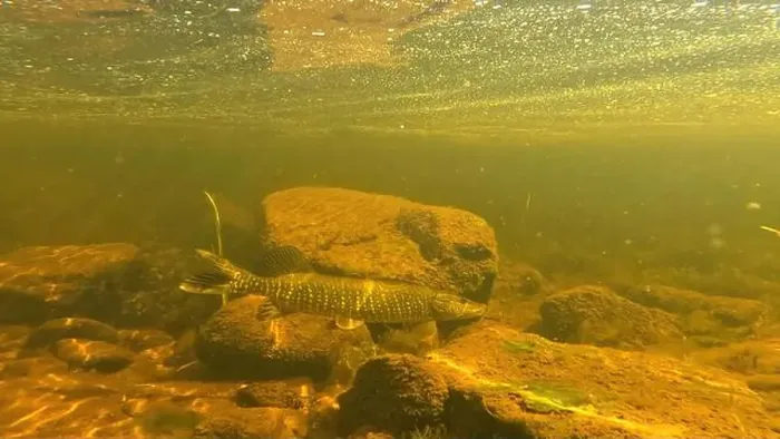 Framed Print : Northern pike prey for bait fish underwater in to Lainio river in August 2024 in Swedish Lapland Framed Print : Northern pike prey for bait fish underwater in to Lainio river in August 2024 in Swedish Lapland