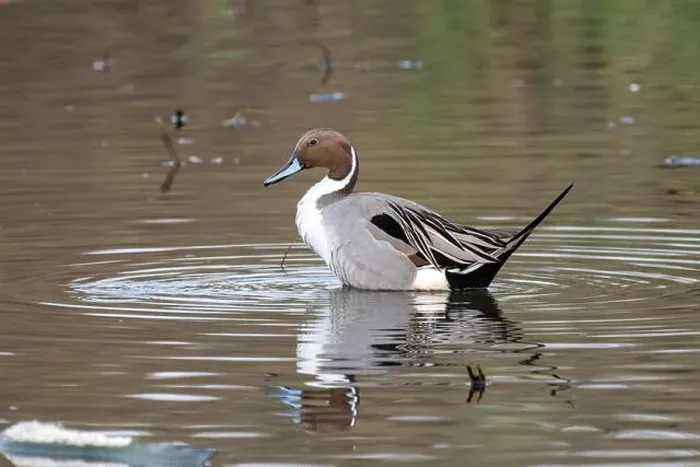 Framed Print : Northern Pintail (Anas acuta) Framed Print : Northern Pintail (Anas acuta)