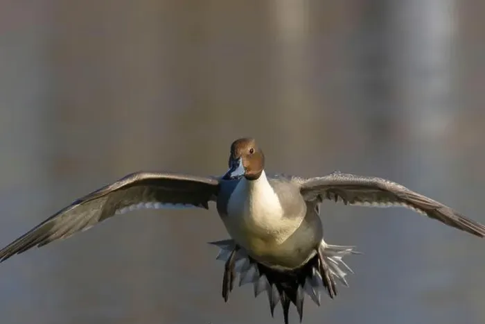 Framed Print : Northern pintail (Anas acuta), George C Reifel Migratory Bird Sanctuary, British Columbia, Canada Framed Print : Northern pintail (Anas acuta), George C Reifel Migratory Bird Sanctuary, British Columbia, Canada