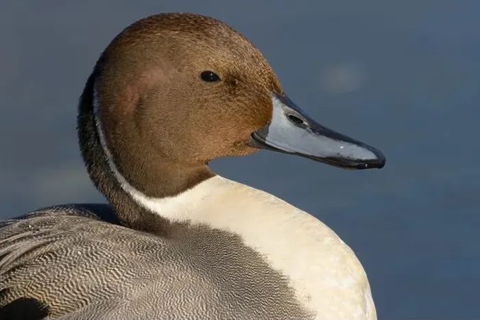 Framed Print : Northern pintail (Anas acuta), George C Reifel Migratory Bird Sanctuary, British Columbia, Canada Framed Print : Northern pintail (Anas acuta), George C Reifel Migratory Bird Sanctuary, British Columbia, Canada