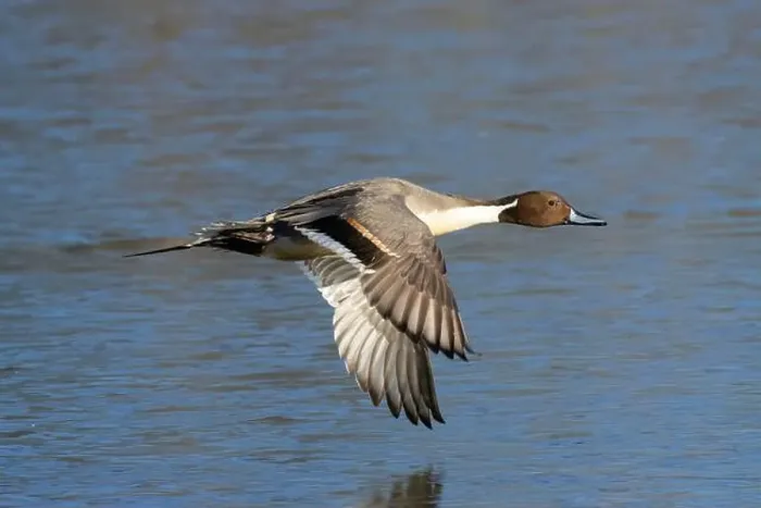 Framed Print : Northern pintail (Anas acuta), George C Reifel Migratory Bird Sanctuary, British Columbia, Canada Framed Print : Northern pintail (Anas acuta), George C Reifel Migratory Bird Sanctuary, British Columbia, Canada