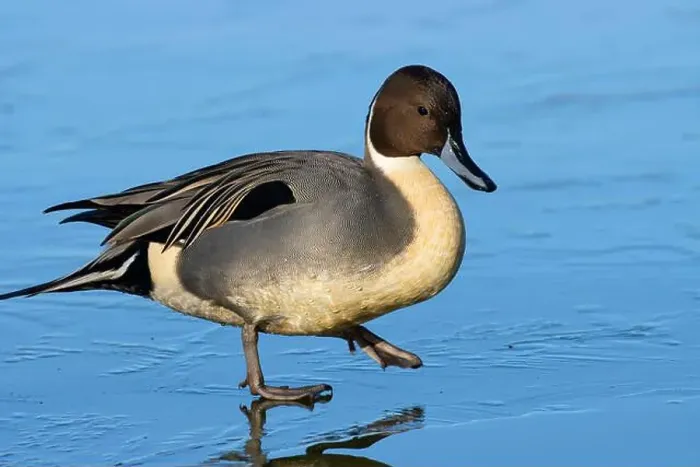 Framed Print : Northern pintail (Anas acuta), George C Reifel Migratory Bird Sanctuary, British Columbia, Canada Framed Print : Northern pintail (Anas acuta), George C Reifel Migratory Bird Sanctuary, British Columbia, Canada