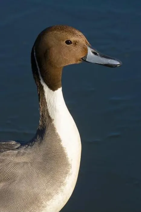 Framed Print : Northern pintail (Anas acuta), George C Reifel Migratory Bird Sanctuary, British Columbia, Canada Framed Print : Northern pintail (Anas acuta), George C Reifel Migratory Bird Sanctuary, British Columbia, Canada