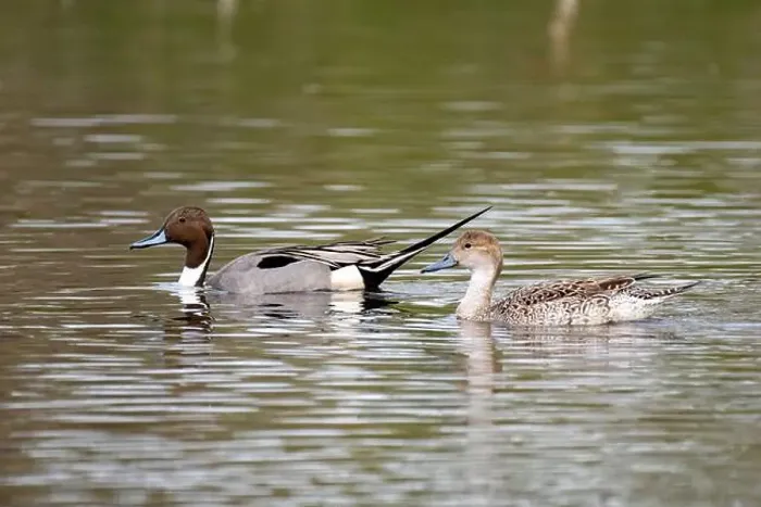 Framed Print : Northern Pintail pair (Anas acuta) Framed Print : Northern Pintail pair (Anas acuta)
