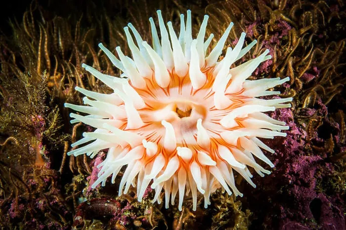 Framed Print : Northern Red Anemone underwater in the gulf of St. Lawrence in Canada