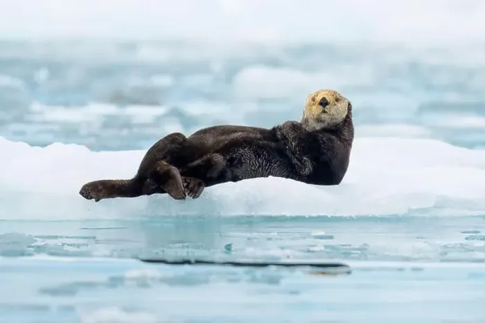Framed Print : Northern sea otter resting on iceberg in Alaska Framed Print : Northern sea otter resting on iceberg in Alaska