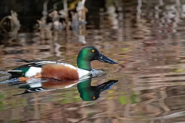 Framed Print : Northern Shoveler (Spatula clypeata) Framed Print : Northern Shoveler (Spatula clypeata)