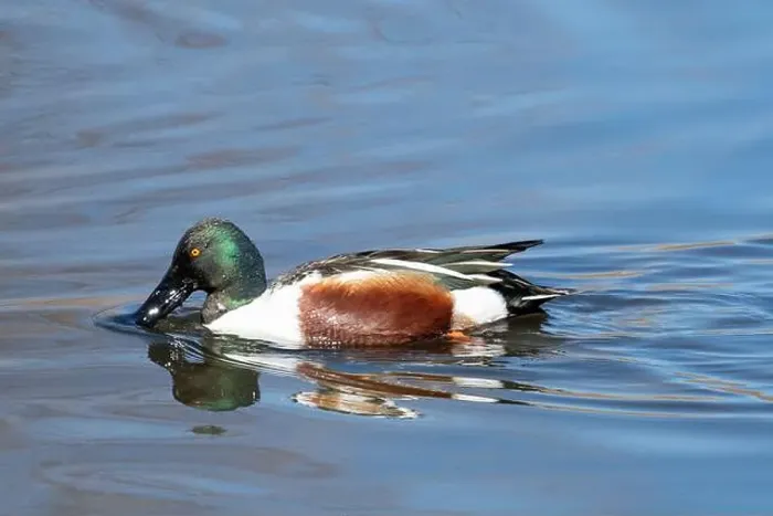 Framed Print : Northern Shoveler (Spatula clypeata) Framed Print : Northern Shoveler (Spatula clypeata)