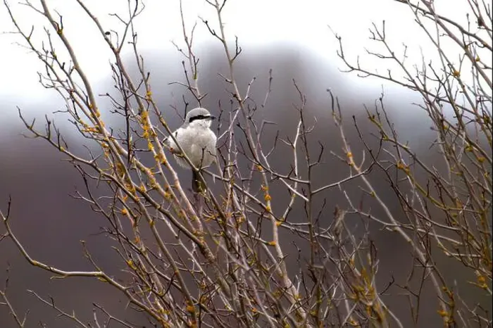 Framed Print : A northern shrike perched on a leafless branch. Cowichan Bay, Canada Framed Print : A northern shrike perched on a leafless branch. Cowichan Bay, Canada