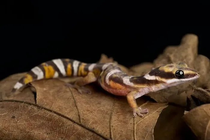 Framed Print : Northern Velvet Gecko (Oedura castelnaui) Framed Print : Northern Velvet Gecko (Oedura castelnaui)