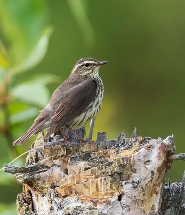 Framed Print : Northern Waterthrush Spring Migration in Alaska Framed Print : Northern Waterthrush Spring Migration in Alaska
