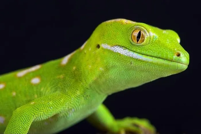 Framed Print : The Northland green gecko or Gray's tree gecko (Naultinus grayii ) is a species of gecko Framed Print : The Northland green gecko or Gray's tree gecko (Naultinus grayii ) is a species of gecko