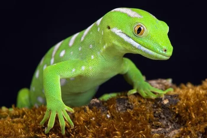 Framed Print : The Northland green gecko or Gray's tree gecko (Naultinus grayii ) is a species of gecko Framed Print : The Northland green gecko or Gray's tree gecko (Naultinus grayii ) is a species of gecko
