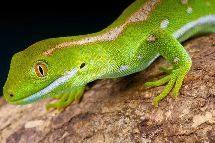 Framed Print : Northland green gecko / Naultinus grayii Framed Print : Northland green gecko / Naultinus grayii