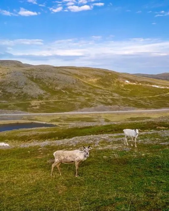 Framed Print : Norwegian Reindeer Graze on a Sunny Day, North Cape or Nordkapp, Norway