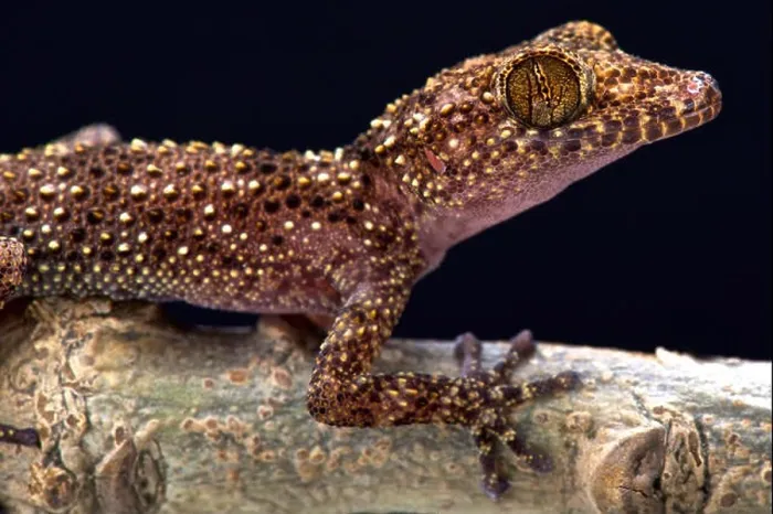 Framed Print : Nosy Be gecko (Paroedura oviceps) Framed Print : Nosy Be gecko (Paroedura oviceps)