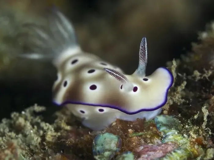 Framed Print : Nudibranch with beige-white body and purple dots Framed Print : Nudibranch with beige-white body and purple dots