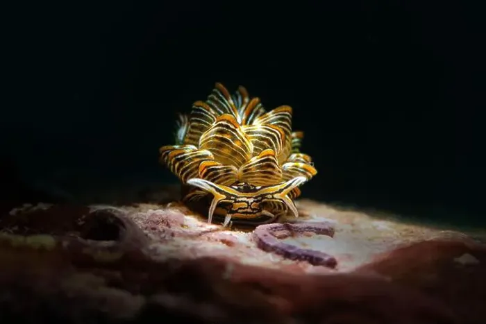 Framed Print : Nudibranch Cyerce nigra. Underwater macro photography from Romblon, Philippines Framed Print : Nudibranch Cyerce nigra. Underwater macro photography from Romblon, Philippines