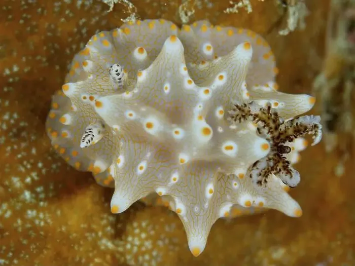 Framed Print : Nudibranch with fine patterns, Batangas Halgerda (Halgerda batangas) Framed Print : Nudibranch with fine patterns, Batangas Halgerda (Halgerda batangas)
