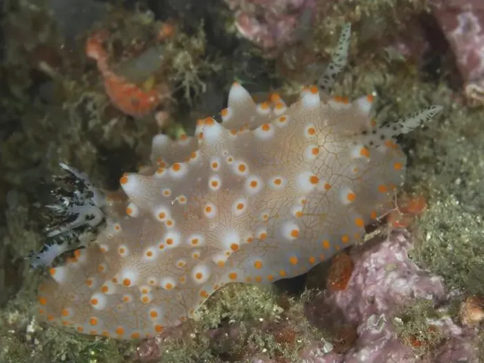 Framed Print : A nudibranch with orange dots, Batangas Halgerda (Halgerda batangas) Framed Print : A nudibranch with orange dots, Batangas Halgerda (Halgerda batangas)