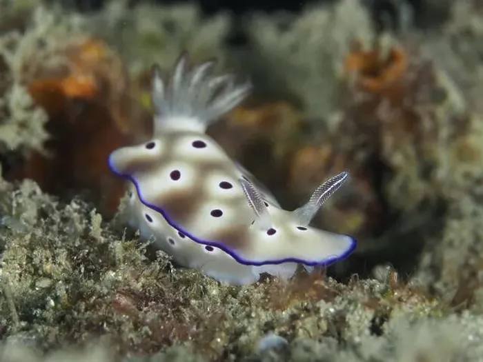 Framed Print : Nudibranch with purple coloured spots and white body Framed Print : Nudibranch with purple coloured spots and white body