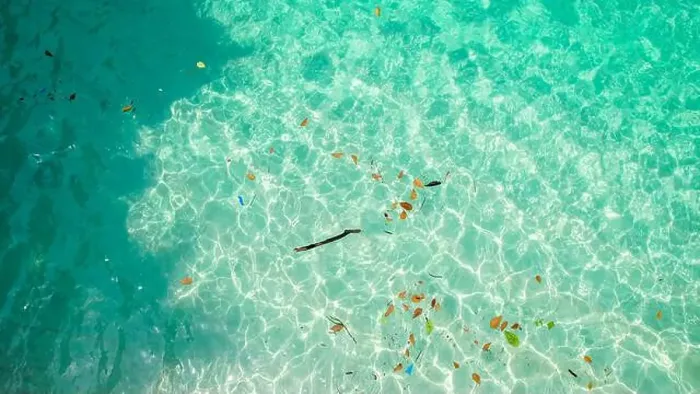 Framed Print : The Numerous fish swim in clear turquoise sea of Bateria beach in Sao Tome, Africa Framed Print : The Numerous fish swim in clear turquoise sea of Bateria beach in Sao Tome, Africa