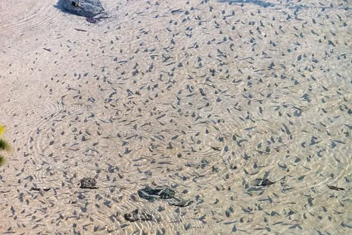 Framed Print : Numerous tadpoles swimming in shallow, clear water, creating mesmerizing patterns on the sandy bottom Framed Print : Numerous tadpoles swimming in shallow, clear water, creating mesmerizing patterns on the sandy bottom