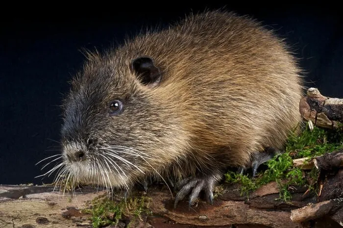 Framed Print : Nutria / Myocaster coypus Framed Print : Nutria / Myocaster coypus