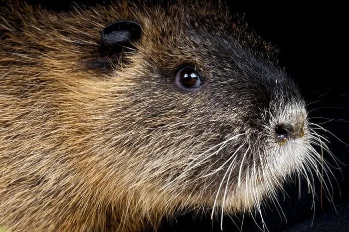 Framed Print : Nutria / Myocaster coypus Framed Print : Nutria / Myocaster coypus