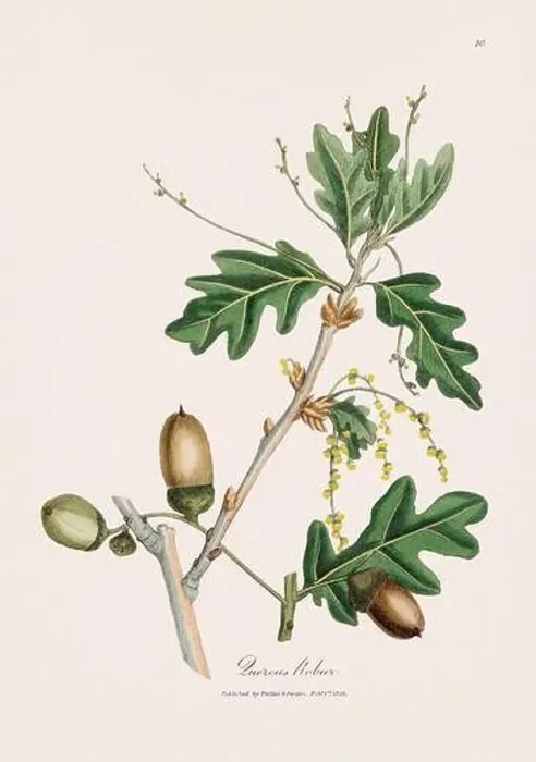 Framed Print : Oak tree. Botanical Illustration: Antique Medical Botanical Artwork from a 19th-century Botany Book Plate Framed Print : Oak tree. Botanical Illustration: Antique Medical Botanical Artwork from a 19th-century Botany Book Plate