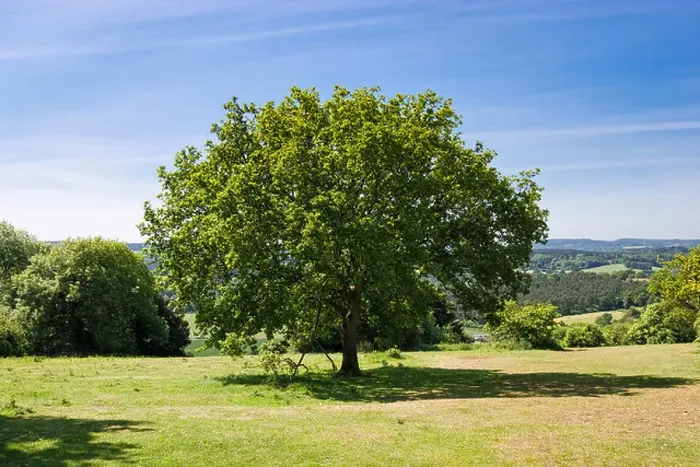 Framed Print : Oak tree at Newlands Corner, Surrey, England, UK Framed Print : Oak tree at Newlands Corner, Surrey, England, UK